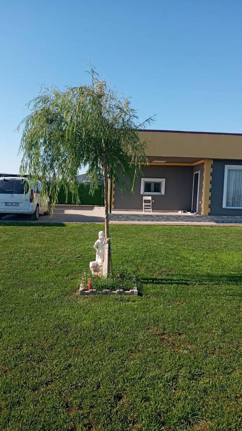 Söğüt ve çim bahçe